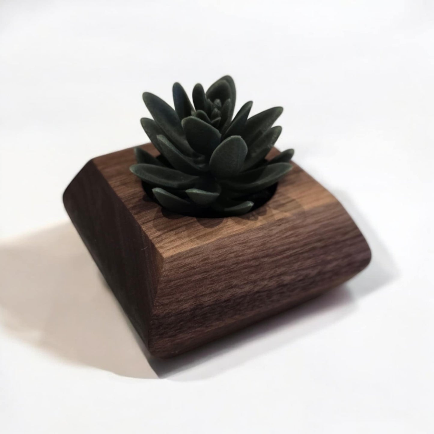 Pot pour succulente en noyer - Fausse Succulente incluse