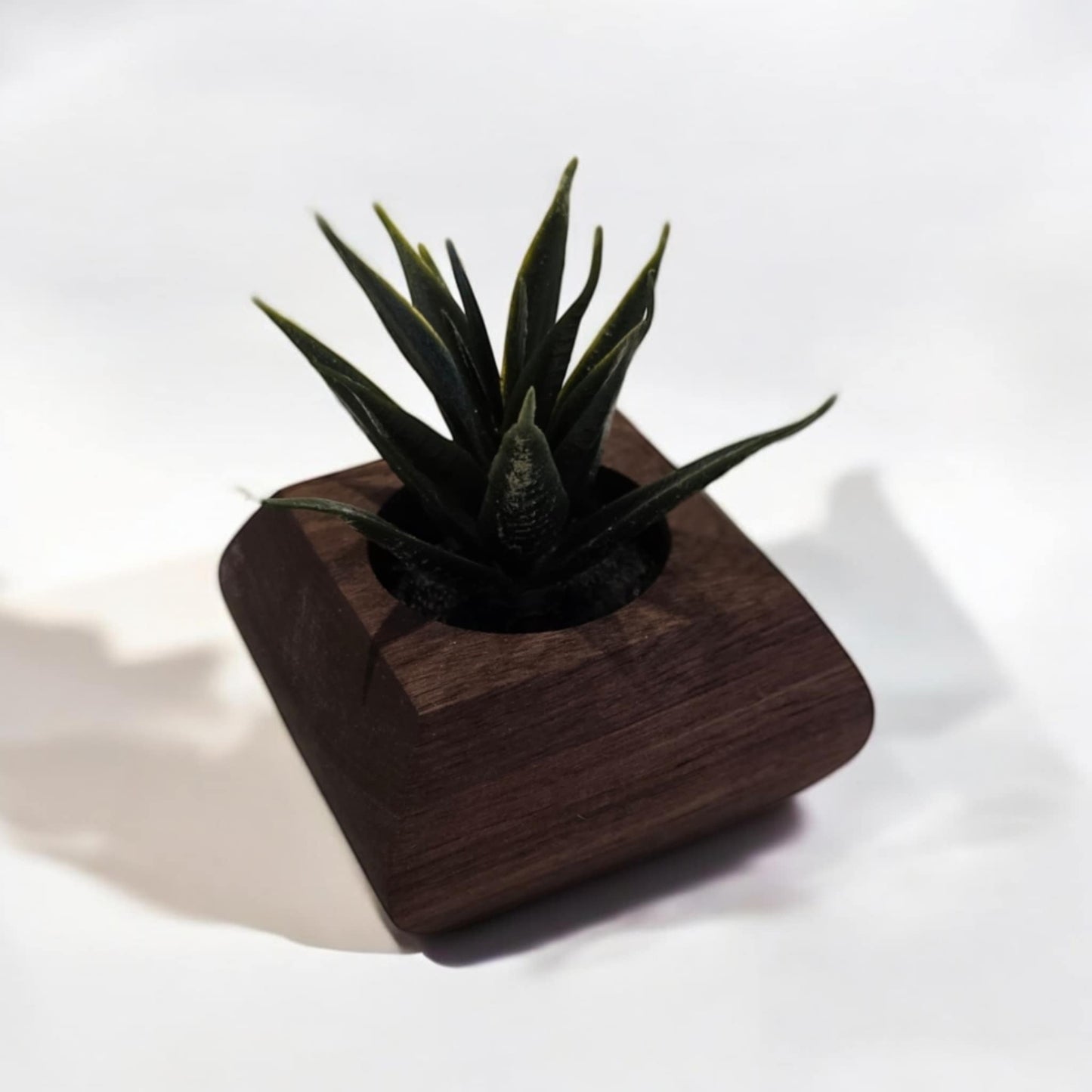 Pot pour succulente en noyer - Fausse Succulente incluse